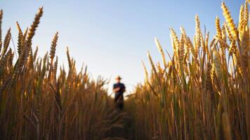 Agricultural business. Yellow wheat under the clear sky. Ripe field with spikelets on the blur background of a farmer walking and inspecting wheat. video