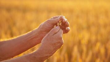 Ripe spikelet in hands against yellow sunlight. Hands of a farmer evaluates wheat grains in the field at sunset. Harvesting grain. Close-up. video
