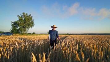 Farmer in agricultural land. Elderly man in hat with a folder walking inside the field and looking at ripe wheat plants in summer. video