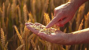 Farmer's hands with grains in yellow field. Agronomist observes ripe wheat grains in his hand on the background of golden spikelets. Close-up. video