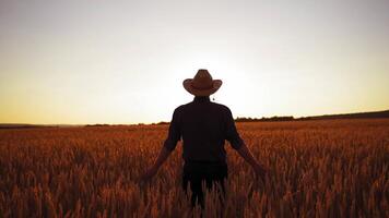 Male farmer in field at sunset. Back view of a man in hat walking in the agricultural field with ripe spikelets against the setting sun. video