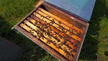 Bees inside the hive. Bees crawling on wooden frames and make honey. An open beehive with bees on green grass. Top view. video