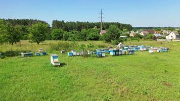 Apiary on field in summer. Beekeeper working near the beehives on the background of rural houses. Beekeeping process. Aerial view. video