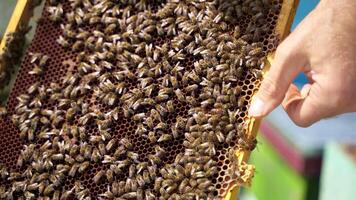 Honeycomb with busy bees. Bare hand hold frame with bees making honey. Summer insects doing pure healthy product. Close-up. video