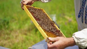 Bee frame in man's hands. Beekeeper holding and inspecting the honeycombs on the wooden frame with bees. Bees making pure organic product. video