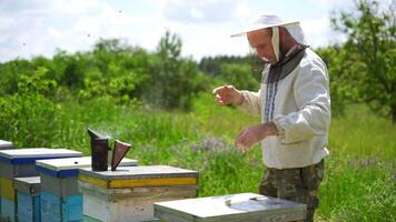 Beekeeper on apiary. Beekeeper is working with bees near beehives on the apiary. Apiarist with bees frame among green nature. video