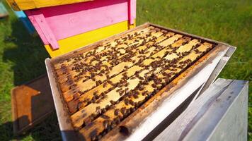 Open hive with bees. Beekeeper uses chimney with smoke over the beehive. Busy bees are crawling on wooden frames. Apiary concept. video
