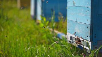 Bees near hive. Busy insects flying and crawling into the beehive to carry pollen. Wooden hive with bees on green grass in summer. Close-up. video