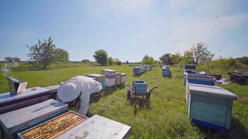 Apiary in summer. Beekeeper working with beehives on a bee farm in the countryside. Apiarist carrying bee frames into hive. video