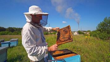 Farmer working on apiary. Beekeeper looking after bees on village background. Smiling man in protective hat inspecting bees on a beehive. video