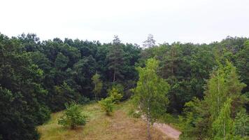 Green woods in summer. Small lawn and a path inside the forest. Natural scenery of trees. Camera rising up to the tops of trees. video