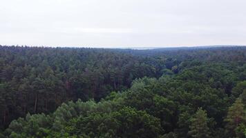 Beautiful scenery of woods. Flight over the green treetops under clear sky. Panoramic view of forest in summer. Aerial view. video