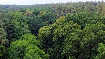 Dense forest in summer. Beautiful green trees background. Panoramic view of green scenery. Tops of trees in wood. Aerial view. video