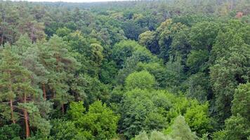 Beautiful green woods. Flight over the tops of trees in summer. Breathtaking view of fresh nature. Camera moves forward. View from above. video