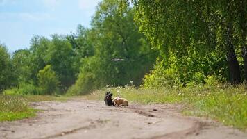 Funny dachshunds and drone. Playful dogs running and jumping on green nature background. Happy pets walking outdoors and bark on the flying drone. video