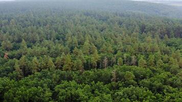 Aerial top view forest tree. Ecosystem and healthy environment concept and background. Texture of green tree forest view from above. from dron. video