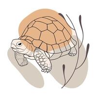 A turtle is walking on the ground with grass vector