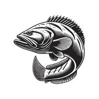 Goliath grouper fish illustration, Sea fish different poses Design Goliath grouper vector