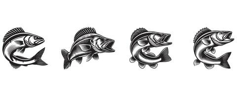 Collection of Walleye Fish Illustration Clipart for Creative Use vector