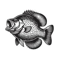 Vibrant Crappie Fish Illustration Design vector