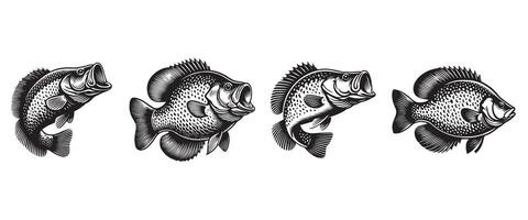 Collection of Crappie Fish Artwork vector