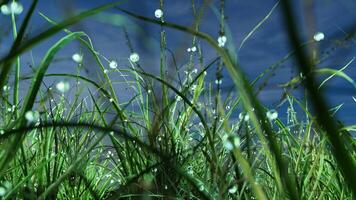 Dew drops on green grass. 3D render video