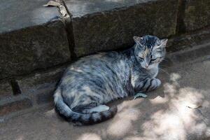 Tabby Cat Resting in the Shade on a Stone Surface photo
