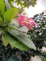 View of pink flowers and big leaves in the garden photo