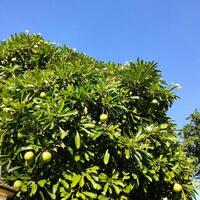 View of fresh leaves and fruit between tree branches photo