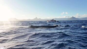 Beautiful Whale Watching in Port Louis in Africa Island Mauritius video