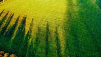 Aerial View of Grass Field with Tree Shadows photo