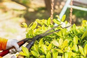 Pruning a tree in a garden with scissors during summer, surrounded by fresh leaves and green plants photo