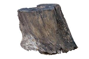 Decayed stump isolated on white background photo