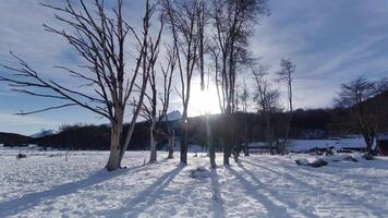 otrolig frostig skog i ushuaia slutet av de värld argentina. himmel moln bakgrund. video