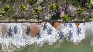 Outdoors Coqueirinho Beach in Joao Pessoa Paraiba in Brazil.. Coconut Tree Landmark. video