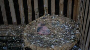 Close-up of Young Pigeon Chick in a Straw Nest, Surrounded by Natural Environment photo
