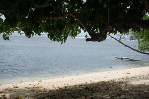 Serene Coastal View with Overhanging Tree Branches and Sandy Shoreline Keywords photo