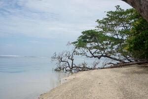 view at Cijeruk beach, West Java. view of the beach with a view of trees with lots of branches that have fallen and grown on the bottom of the beach and sea water photo