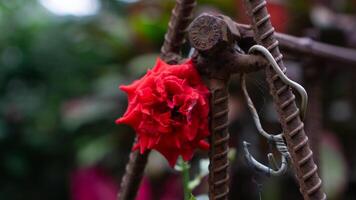 Red Rose Blooming on Rusty Metal Frame, Featuring Delicate Petals and Contrasting Texture photo