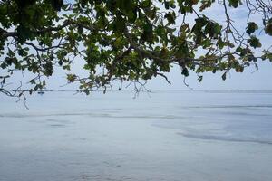 view on Cijeruk beach, West Java. with a view of the beach that is blocked by branches and leaves from trees photo