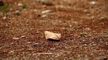 Dry leaves and grass on dry clay photo
