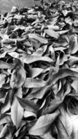 dry leaf background with black and white photo
