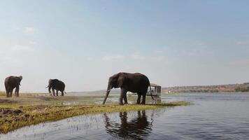 Amazing African Elephant in Chobe National Park Kasane Botswana. video