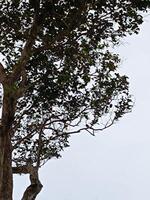 Beautiful blue sky and white clouds and tree. Picture suitable for background. photo