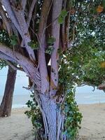 Tree with light at beach area. photo