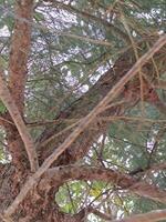 View from the bottom of tree. photo