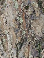 Tree trunk wood texture photo