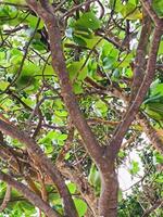 View from the bottom of tree, branches, trunk and green leaves. photo