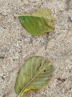 Two pieces of brown fallen leaf lying on beach sand. photo