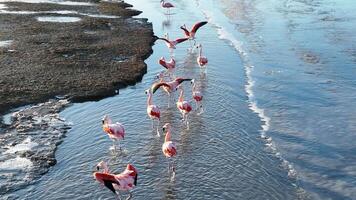High Angle of Flamingos Flying in El Calafate Patagonia in Argentina.. Flamingos Colorful. video